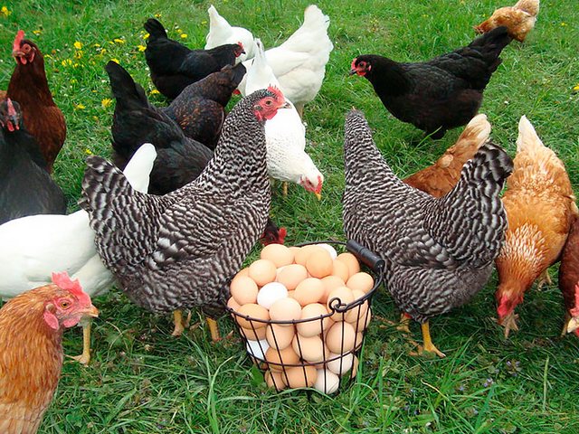 Содержание кур и уход за ними | ЗооТом - продажа, вязка и услуги для животных в Буинске