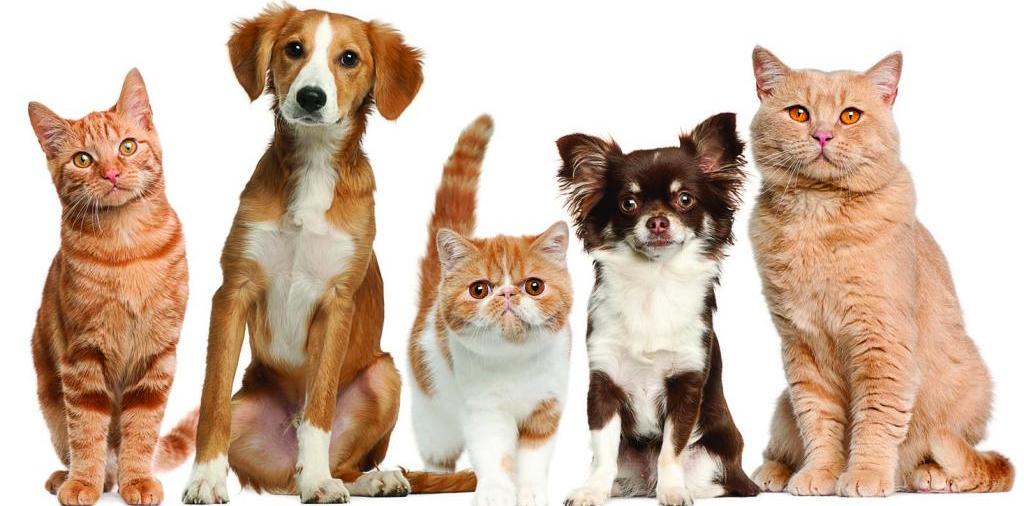 Доска объявлений о животных | ЗооТом - продажа, вязка и услуги для животных в Буинске