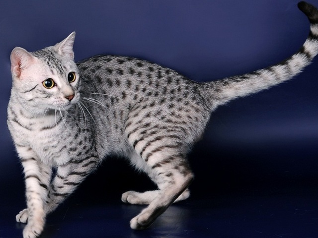 Породы кошек в Буинске | ЗооТом портал о животных