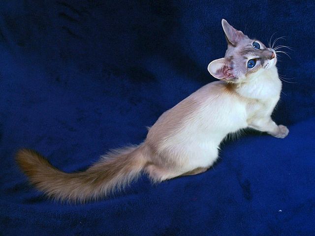 Выведенные породы кошек в Буинске | ЗооТом портал о животных
