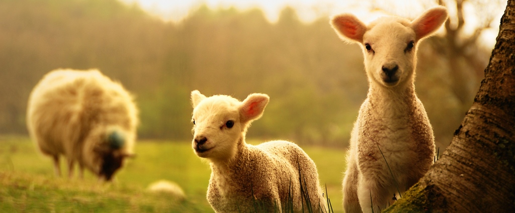 Объявления о сельскохозяйственных животных | ЗооТом - продажа, вязка и услуги для животных в Буинске