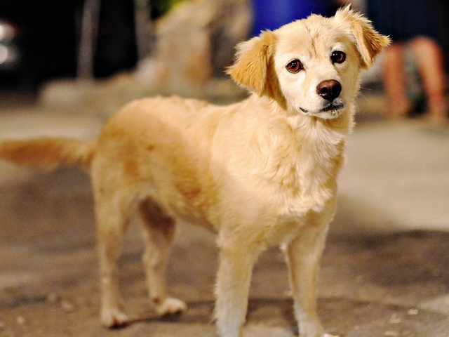 Породы собак в Буинске | ЗооТом портал о животных