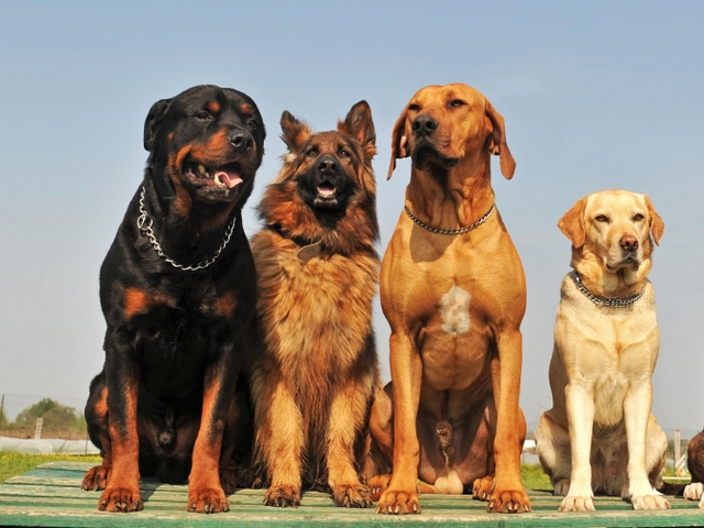 Крупные породы собак в Буинске | ЗооТом портал о животных